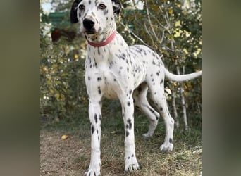 KONGO - Besonderer Dalmtiner-Mix, freundlich und sportlich KONGO - Besonderer Dalmtiner-Mix, freundlich und sportlich