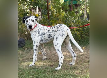 KONGO - Besonderer Dalmtiner-Mix, freundlich und sportlich KONGO - Besonderer Dalmtiner-Mix, freundlich und sportlich