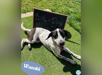 Wasabi - freundlich und offen