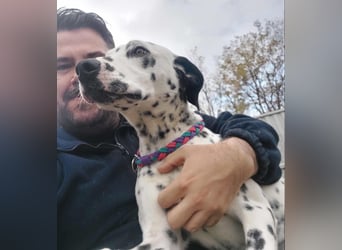 Kongo - Dalmatiner Mix sucht liebevolles Zuhause!