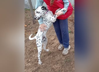 Kongo - Dalmatiner Mix sucht liebevolles Zuhause!