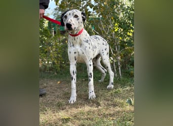 Kongo - Dalmatiner Mix sucht liebevolles Zuhause!