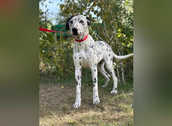 Kongo - Dalmatiner Mix sucht liebevolles Zuhause!