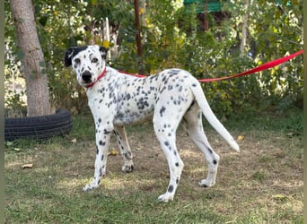 Kongo - Dalmatiner Mix sucht liebevolles Zuhause!