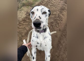 Kongo - Dalmatiner Mix sucht liebevolles Zuhause!