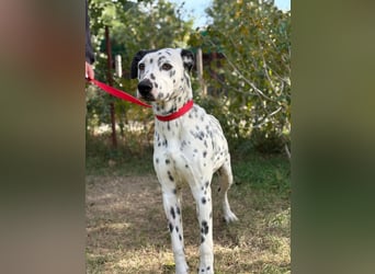 Kongo - Dalmatiner Mix sucht liebevolles Zuhause!