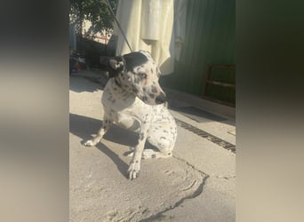 Kongo - Dalmatiner Mix sucht liebevolles Zuhause!