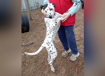 Kongo - Dalmatiner Mix sucht liebevolles Zuhause!