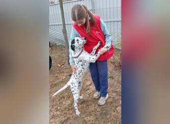 Kongo - Dalmatiner Mix sucht liebevolles Zuhause!