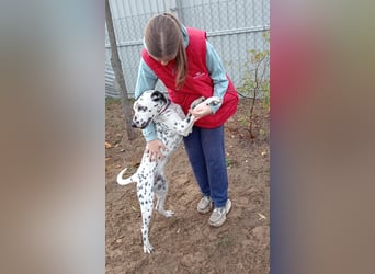 Kongo - Dalmatiner Mix sucht liebevolles Zuhause!