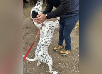 Kongo - Dalmatiner Mix sucht liebevolles Zuhause!