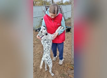 Kongo - Dalmatiner Mix sucht liebevolles Zuhause!