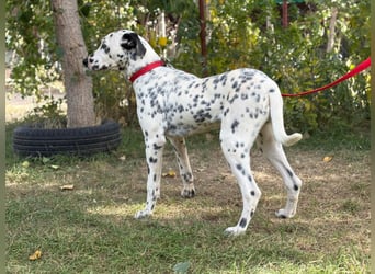 Kongo - Dalmatiner Mix sucht liebevolles Zuhause!