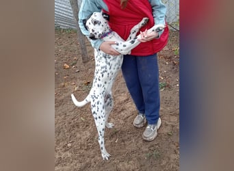 Kongo - Dalmatiner Mix sucht liebevolles Zuhause!