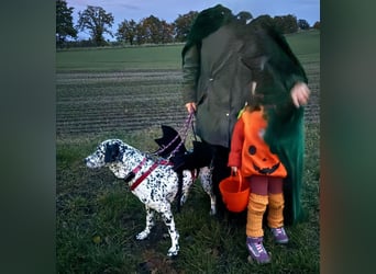 Elsa – verschmuste, lebensfrohe Dalmatiner-Mix-Hündin sucht liebevolles Zuhause