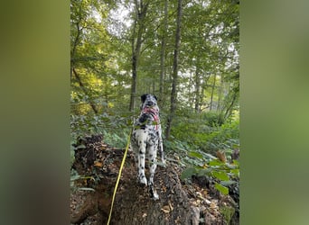 Elsa – verschmuste, lebensfrohe Dalmatiner-Mix-Hündin sucht liebevolles Zuhause