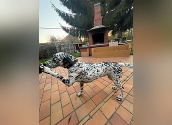 Elsa – verschmuste, lebensfrohe Dalmatiner-Mix-Hündin sucht liebevolles Zuhause