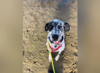 Elsa – verschmuste, lebensfrohe Dalmatiner-Mix-Hündin sucht liebevolles Zuhause