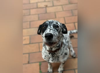 Elsa – verschmuste, lebensfrohe Dalmatiner-Mix-Hündin sucht liebevolles Zuhause