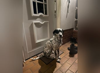 Elsa – verschmuste, lebensfrohe Dalmatiner-Mix-Hündin sucht liebevolles Zuhause