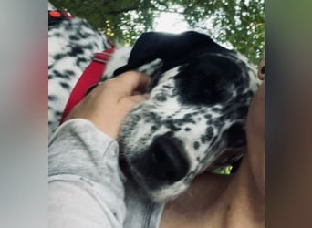 Elsa – verschmuste, lebensfrohe Dalmatiner-Mix-Hündin sucht liebevolles Zuhause