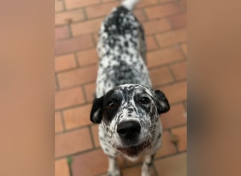 Elsa – verschmuste, lebensfrohe Dalmatiner-Mix-Hündin sucht liebevolles Zuhause