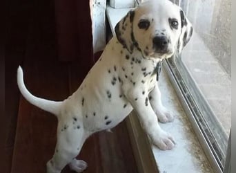 Dalmatiner   Hündin – geimpft, entwurmt, gechipt, mit EU-Heimtierausweis