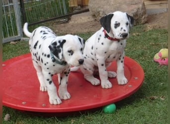 Dalmatiner    welpen Hündin – geimpft, entwurmt, gechipt, mit EU-Heimtierausweis