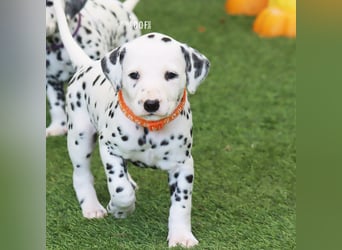 Dalmatiner-Welpen (sw/bw) aus verantwortungsvoller Zucht suchen ihr Zuhause fürs Leben