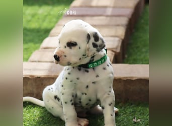 Dalmatiner-Welpen (sw/bw) aus verantwortungsvoller Zucht suchen ihr Zuhause fürs Leben