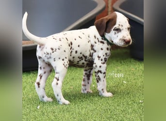 Dalmatiner-Welpen (sw/bw) aus verantwortungsvoller Zucht suchen ihr Zuhause fürs Leben