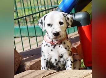 Dalmatiner-Welpen (sw/bw) aus verantwortungsvoller Zucht suchen ihr Zuhause fürs Leben
