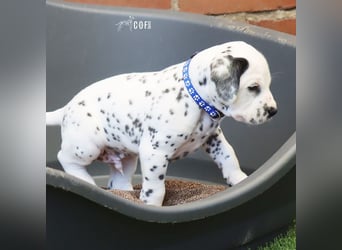 Dalmatiner-Welpen (sw/bw) aus verantwortungsvoller Zucht suchen ihr Zuhause fürs Leben