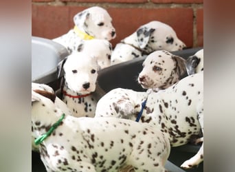 Dalmatiner-Welpen (sw/bw) aus verantwortungsvoller Zucht suchen ihr Zuhause fürs Leben