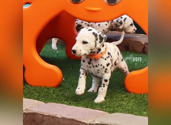 Dalmatiner-Welpen (sw/bw) aus verantwortungsvoller Zucht suchen ihr Zuhause fürs Leben