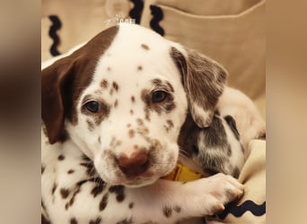 Dalmatiner-Welpen (sw/bw) aus verantwortungsvoller Zucht suchen ihr Zuhause fürs Leben