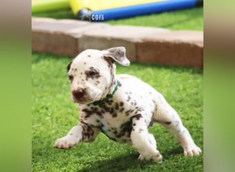 Dalmatiner-Welpen (sw/bw) aus verantwortungsvoller Zucht suchen ihr Zuhause fürs Leben