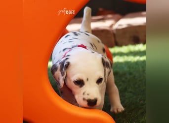 Dalmatiner-Welpen (sw/bw) aus verantwortungsvoller Zucht suchen ihr Zuhause fürs Leben