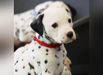 Dalmatiner-Welpen (sw/bw) aus verantwortungsvoller Zucht suchen ihr Zuhause fürs Leben
