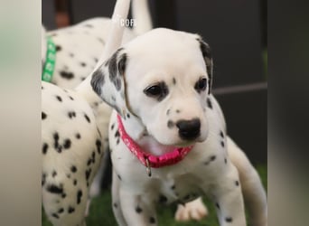 Dalmatiner-Welpen (sw/bw) aus verantwortungsvoller Zucht suchen ihr Zuhause fürs Leben