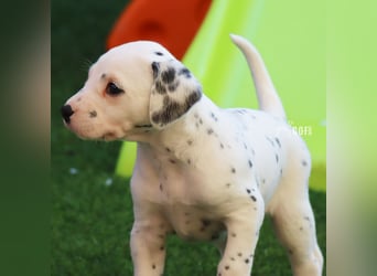 Dalmatiner-Welpen (sw/bw) aus verantwortungsvoller Zucht suchen ihr Zuhause fürs Leben