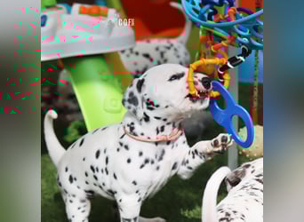 Dalmatiner-Welpen (sw/bw) aus verantwortungsvoller Zucht suchen ihr Zuhause fürs Leben