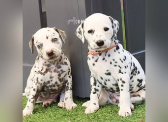 Dalmatiner-Welpen (sw/bw) aus verantwortungsvoller Zucht suchen ihr Zuhause fürs Leben