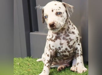 Dalmatiner-Welpen (sw/bw) aus verantwortungsvoller Zucht suchen ihr Zuhause fürs Leben