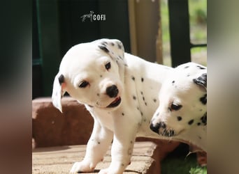 Dalmatiner-Welpen (sw/bw) aus verantwortungsvoller Zucht suchen ihr Zuhause fürs Leben
