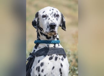 Jimmy SI – wünscht sich liebe Menschen