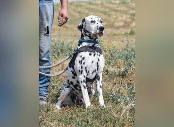 Jimmy SI – wünscht sich liebe Menschen