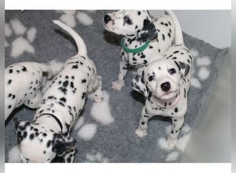 Dalmatiner  Hündin – geimpft, entwurmt, gechipt, mit EU-Heimtierausweis   Liebenswerte kinde