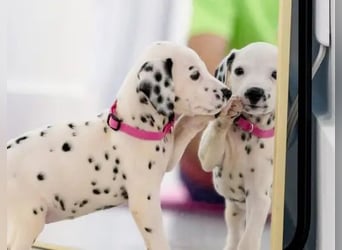 Dalmatiner  Hündin – geimpft, entwurmt, gechipt, mit EU-Heimtierausweis   Liebenswerte kinde