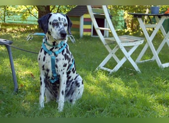 Fiona Da - hübsche, menschenbezogene Hündin - Tierhilfe Franke e.V.